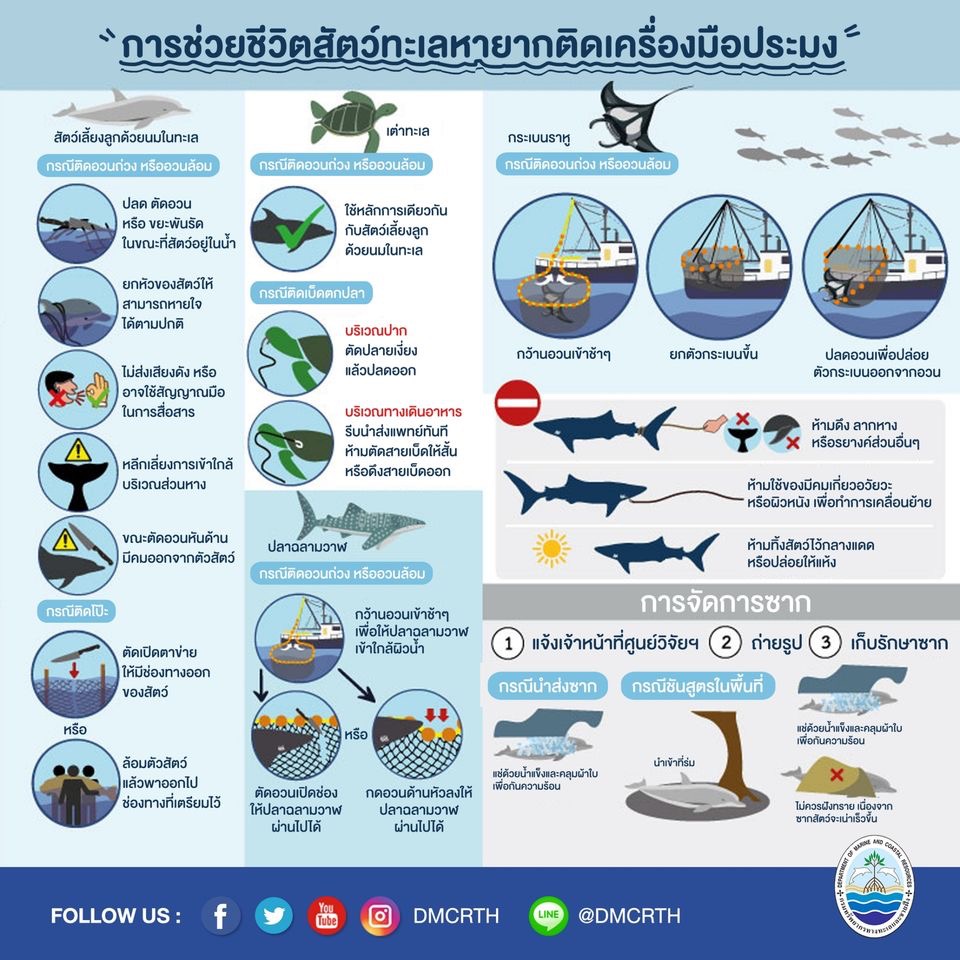 พบสัตว์ทะเลหายากติดเครื่องมือประมง เราจะช่วยเขาได้อย่างไร?