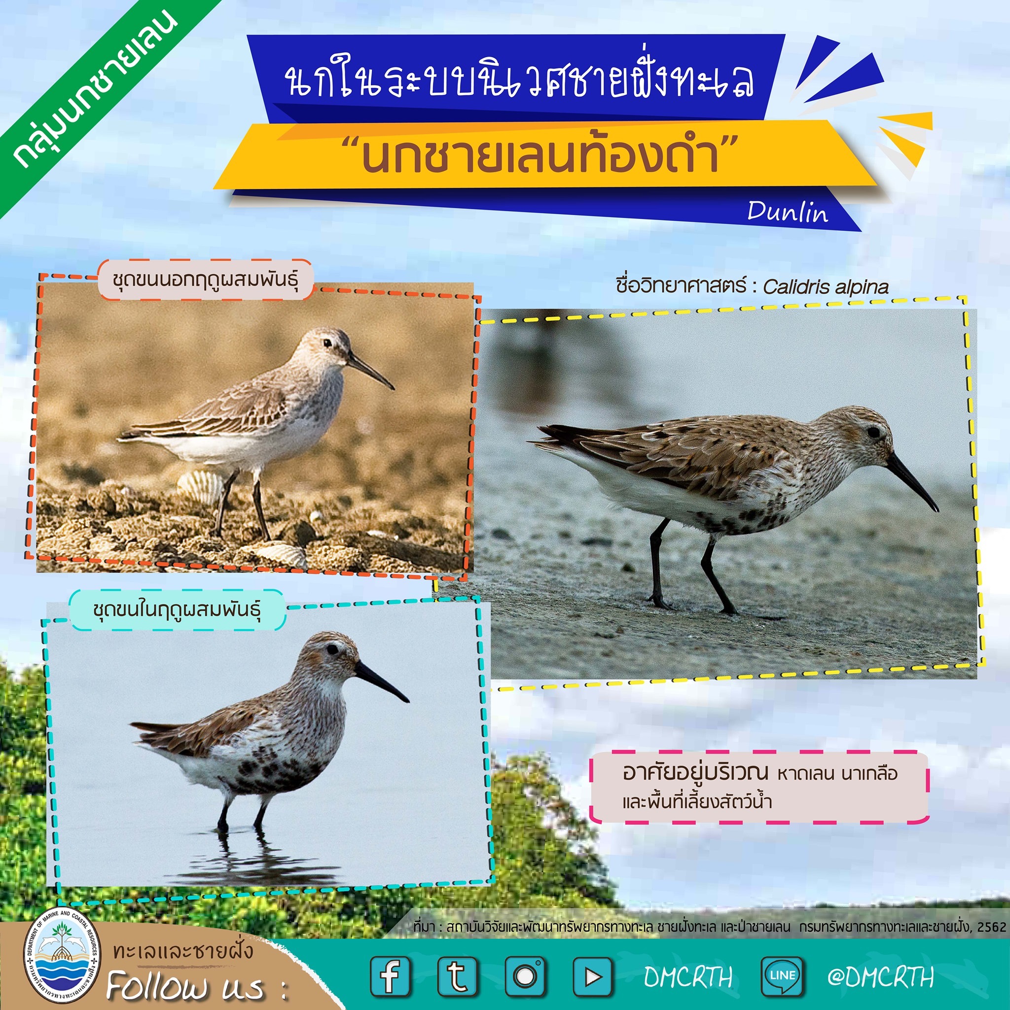 นก ไม่นก ถ้ารู้จักแล้วจะรักนกในระบบนิเวศชายฝั่งทะเลไทย #๓๓