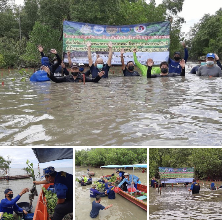ชาวคลองโคน ร่วมกิจกรรมปลูกป่าชายเลนเฉลิมพระเกียรติ