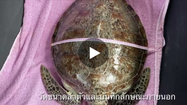 คลิปน่ารัก การรักษาเต่าทะเลสู่การปล่อยคืนธรรมชาติทะเลสิเกา