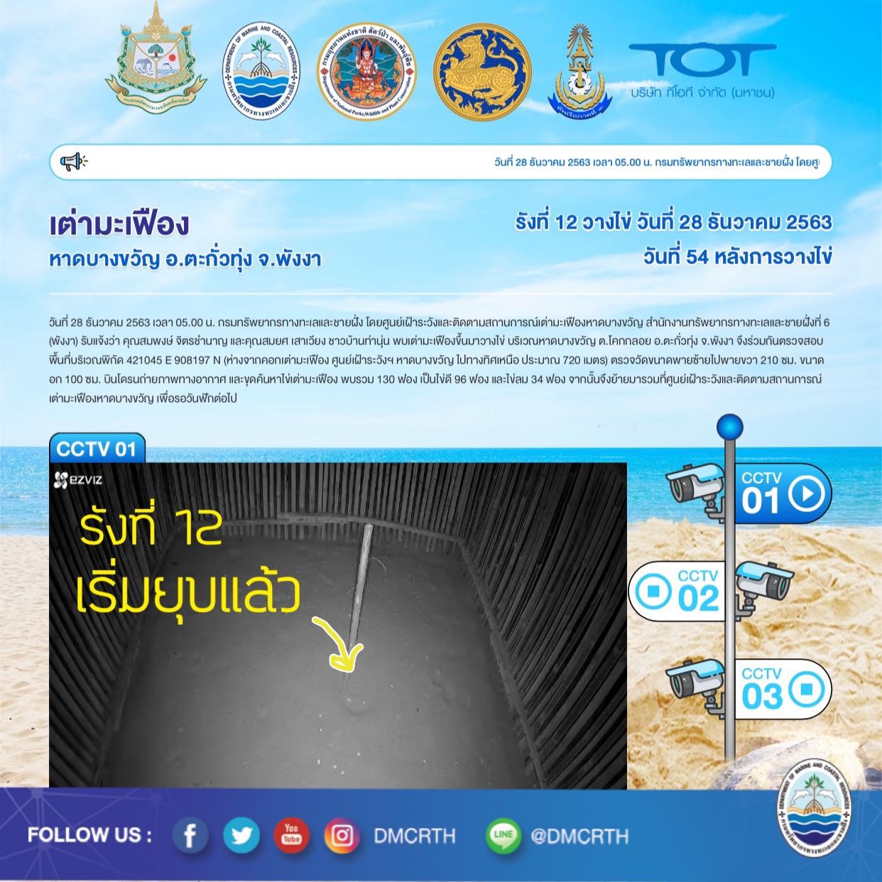 นี่ก็เฮ พร้อมกลับทะเลด้วย ลูกเต่ามะเฟืองหาดบางขวัญ