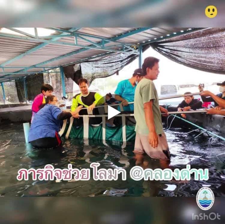 โลมาคลองด่านหลงทิศซ้ำ ทำไมน้องไม่กลับบ้าน