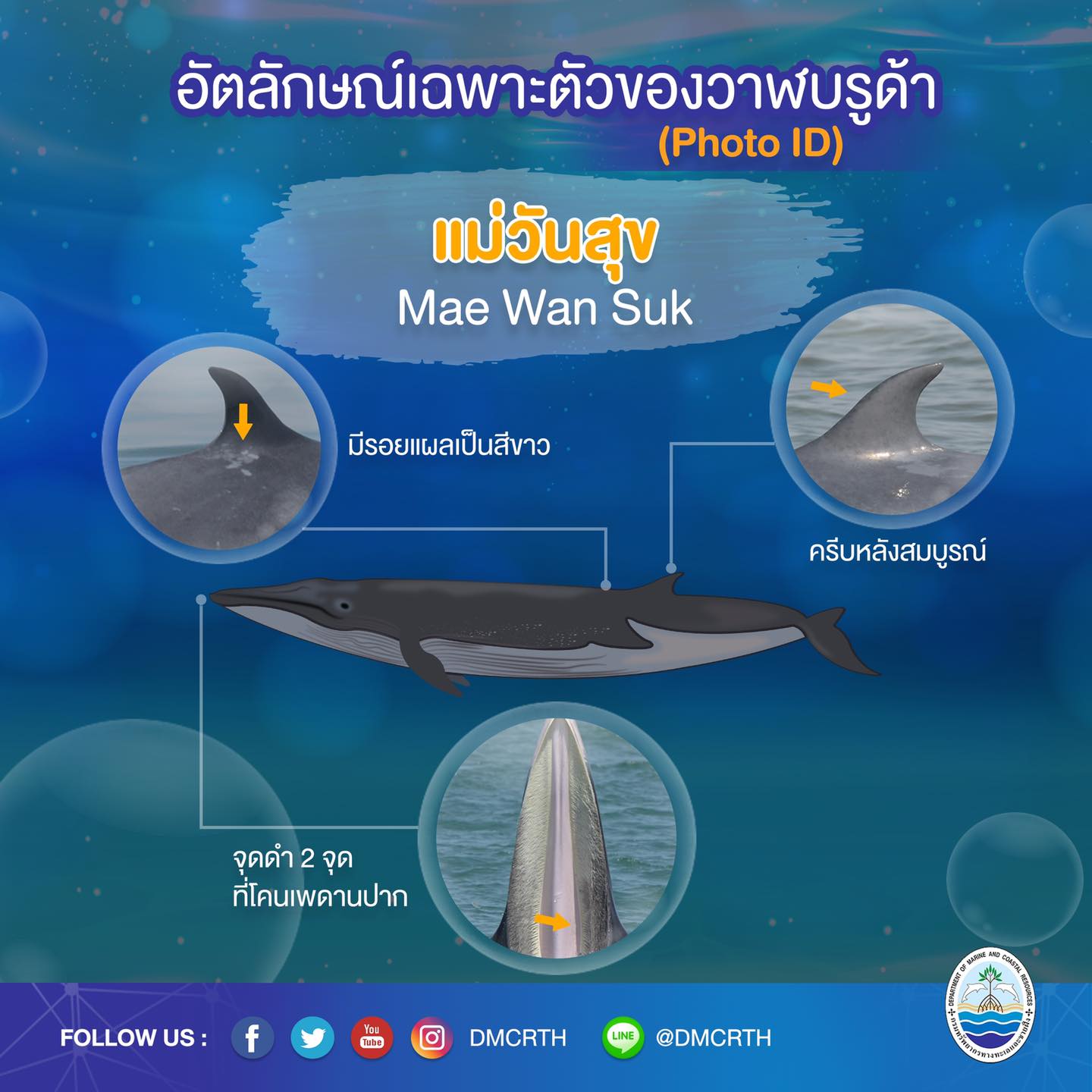 วันละวาฬ มารู้จัก ๖๐ วาฬบรูด้าในน่านน้ำไทย #๔๐ แม่วันสุข