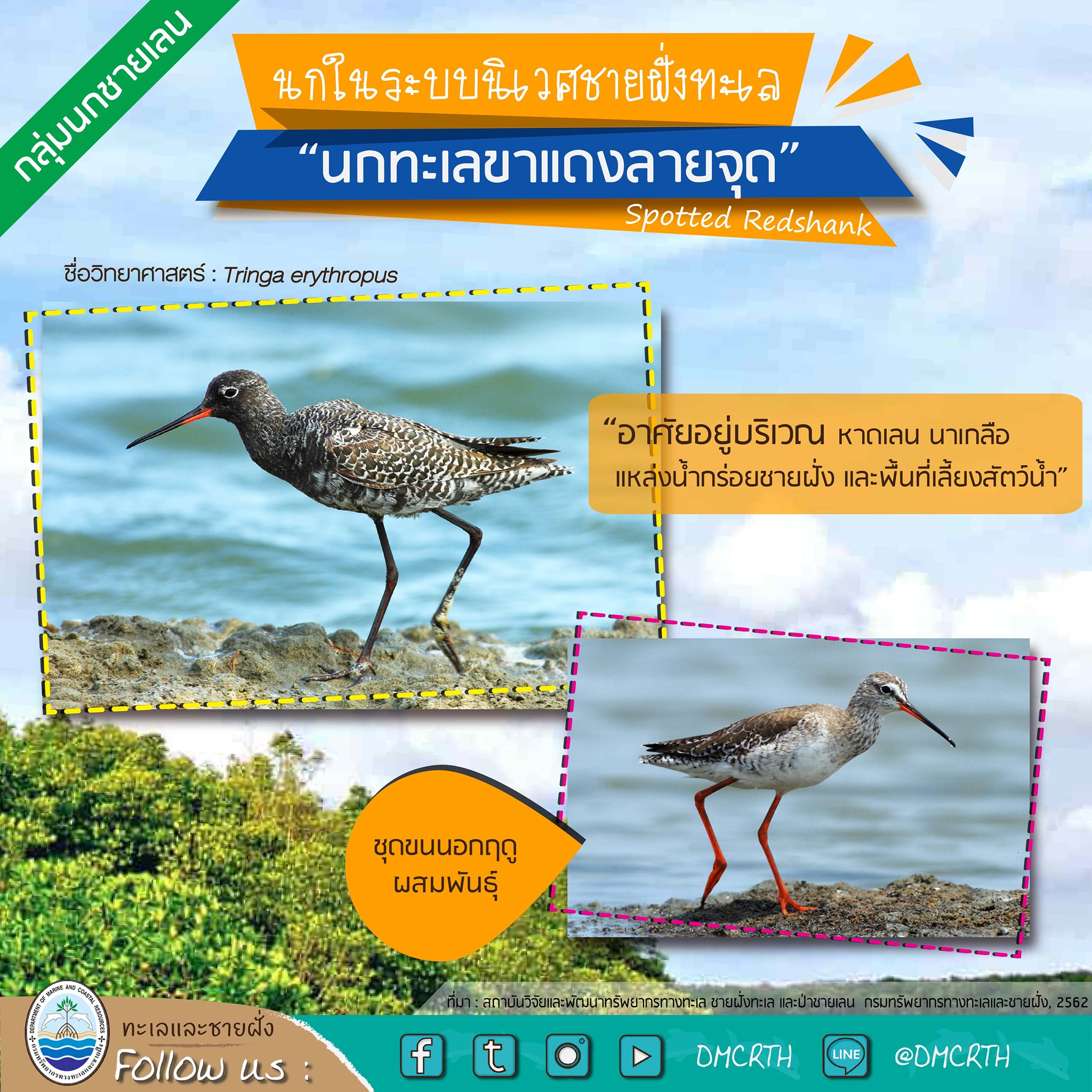 นก ไม่นก ถ้ารู้จักแล้วจะรักนกในระบบนิเวศชายฝั่งทะเลไทย #๙