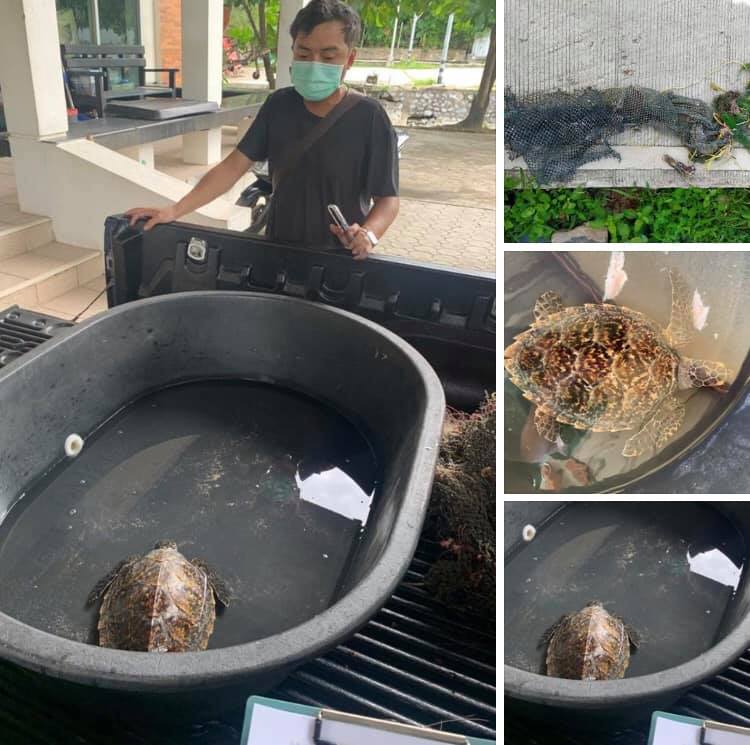 เต่ากระเพลียหมดแรง เครือข่ายช่วยเต่ารอดแล้วที่หาดกะตะ