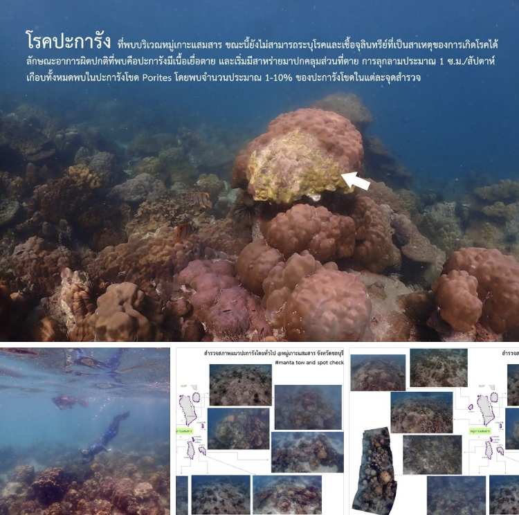 พาสำรวจความสมบูรณ์แนวปะการัง หมู่เกาะแสมสาร