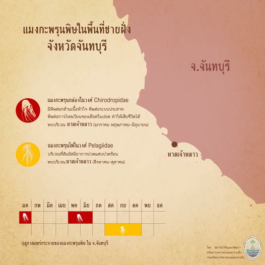 รู้จักกันหน่อยแมงกะพรุนในน่านน้ำไทย ตอนที่ ๒ ทะเลจันทบุรี