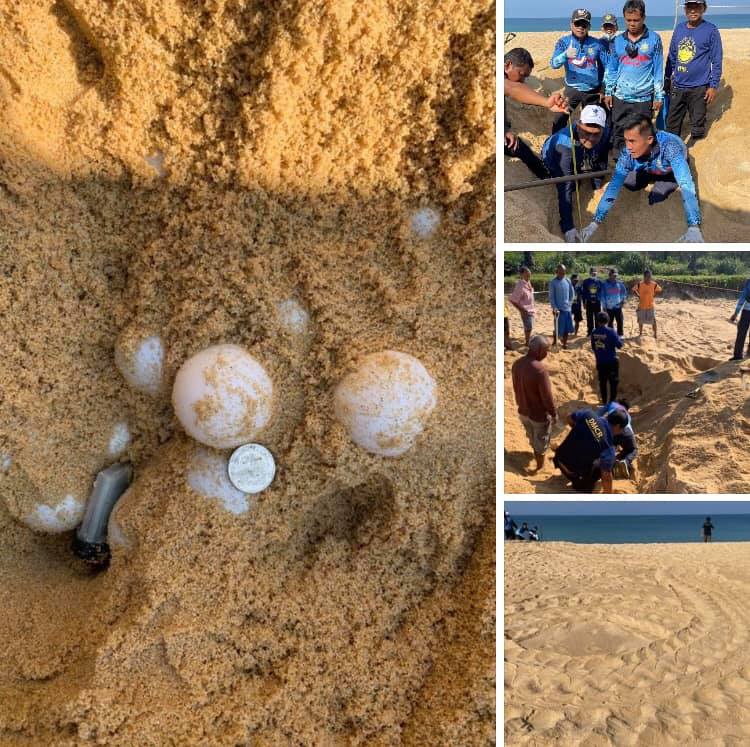 ทำลายสถิติต่อเนื่อง แม่เต่ามะเฟืองวางไข่เพิ่มที่หาดบางขวัญ รังที่๑๖
