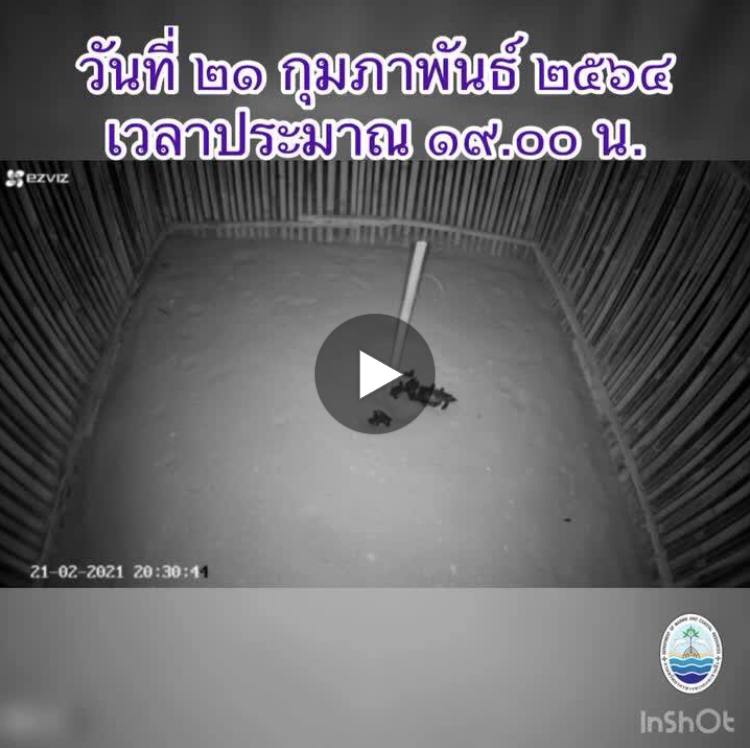 ชมคลิปการฟักลงทะเลของลูกเต่ามะเฟืองหาดบางขวัญ