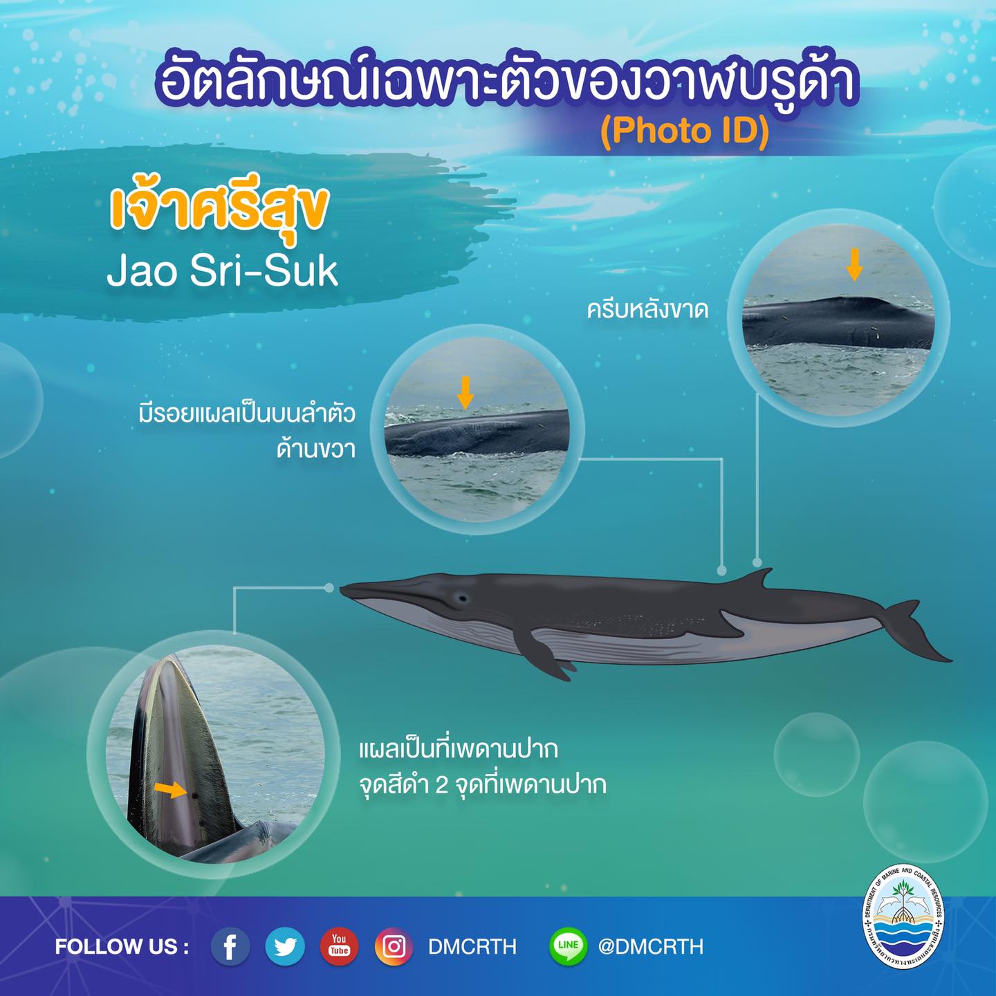 วันละวาฬ มารู้จัก ๖๐ วาฬบรูด้าในน่านน้ำไทย #๔๑ เจ้าศรีสุข