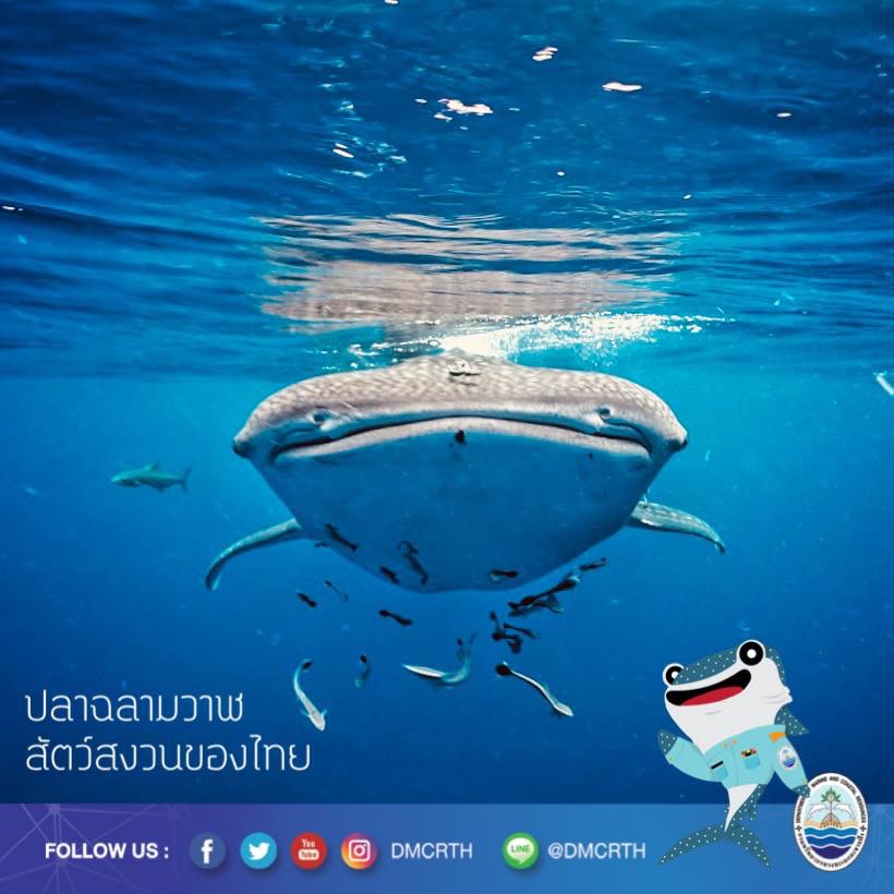 สวัสดี พี่น้องเครือข่ายอนุรักษ์ทะเลไทย