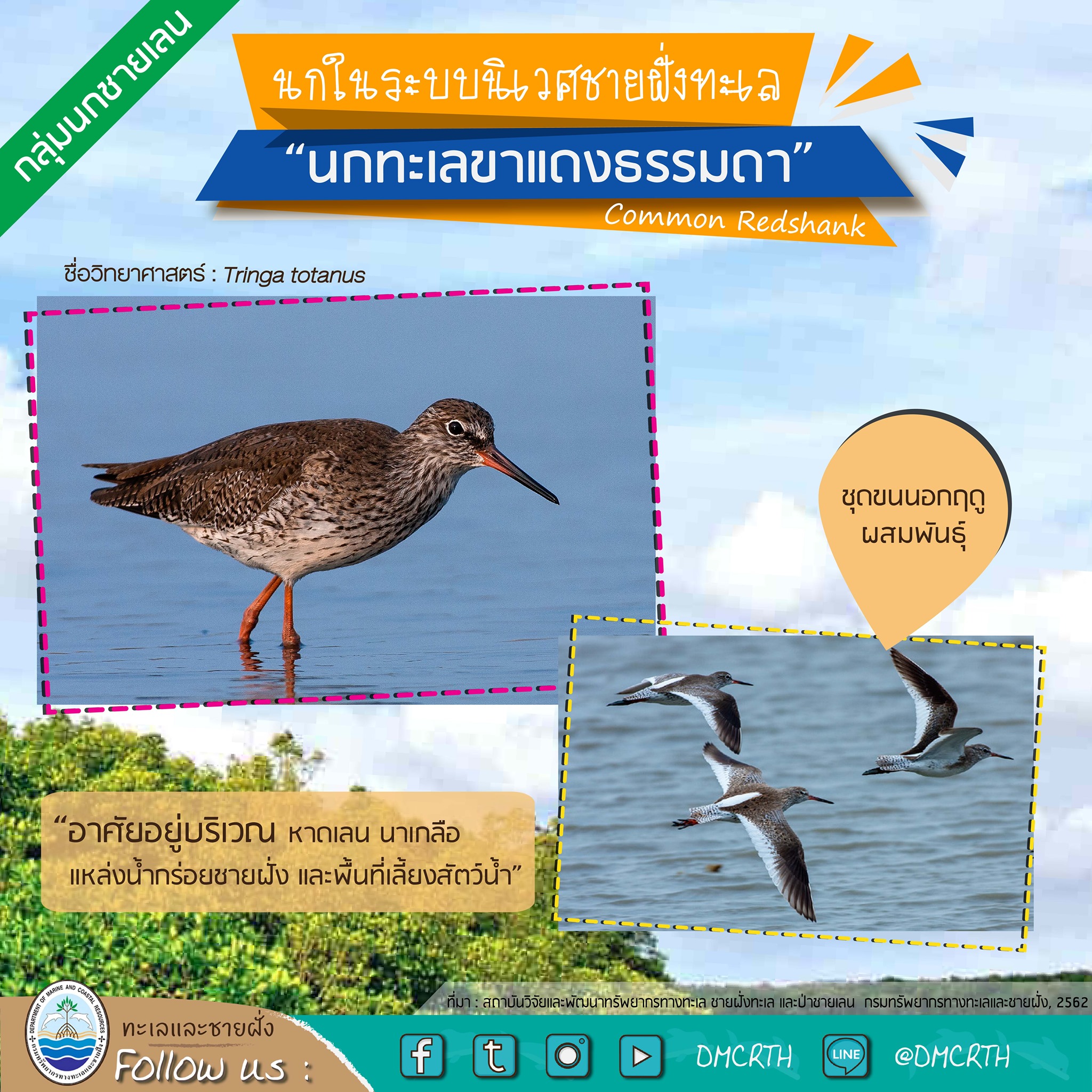 นก ไม่นก ถ้ารู้จักแล้วจะรักนกในระบบนิเวศชายฝั่งทะเลไทย #๑๐