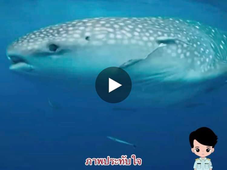 ตามคำขอ คลิปพี่จุดโชว์โฉมร่วมเก็บกู้อวนที่เกาะโลซิน