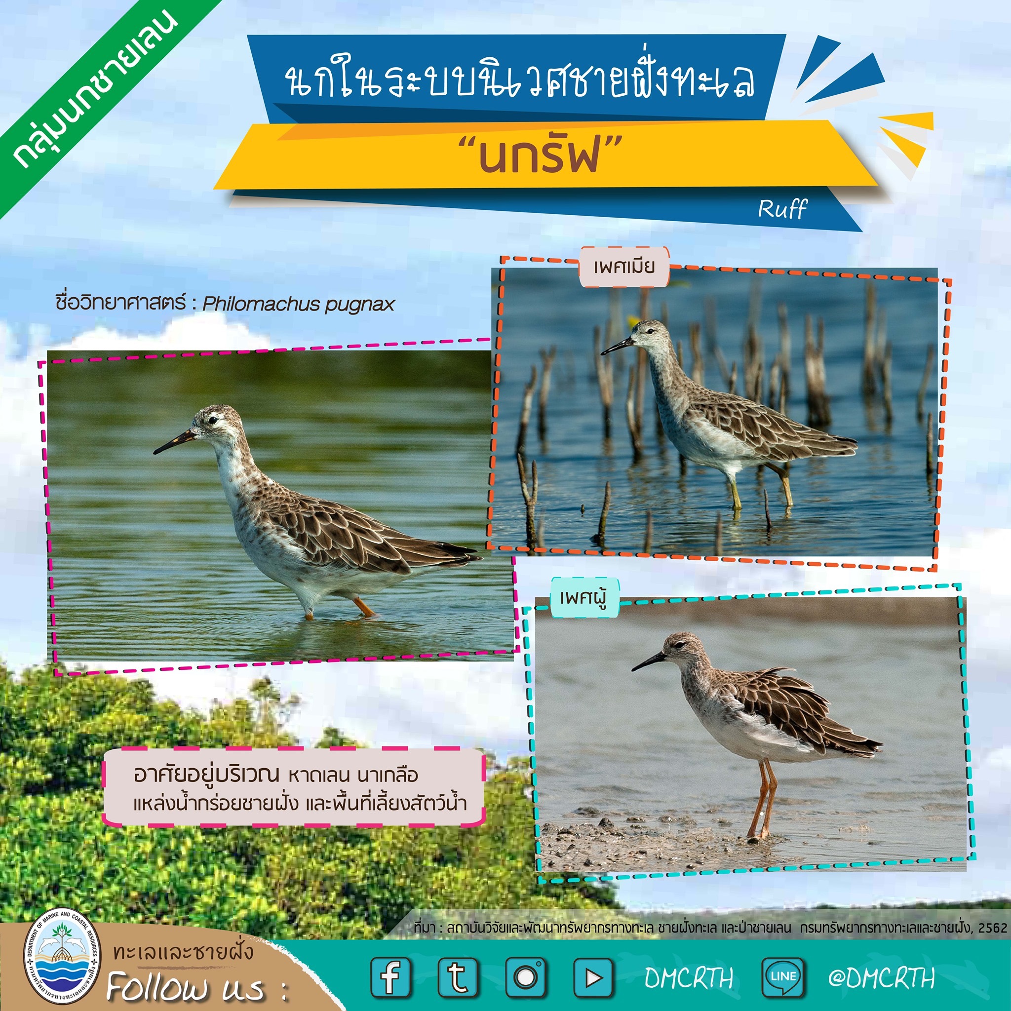 นก ไม่นก ถ้ารู้จักแล้วจะรักนกในระบบนิเวศชายฝั่งทะเลไทย #๓๕