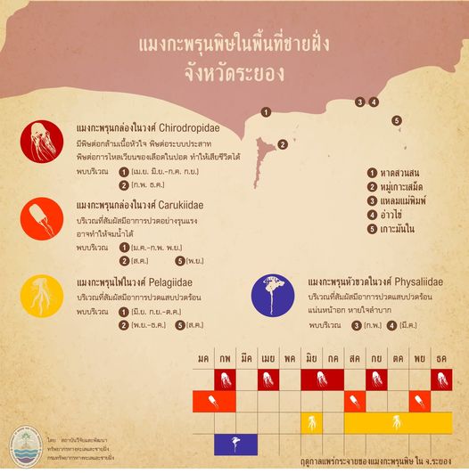 รู้จักกันหน่อยแมงกะพรุนในน่านน้ำไทย ตอนที่ ๓ ทะเลระยอง