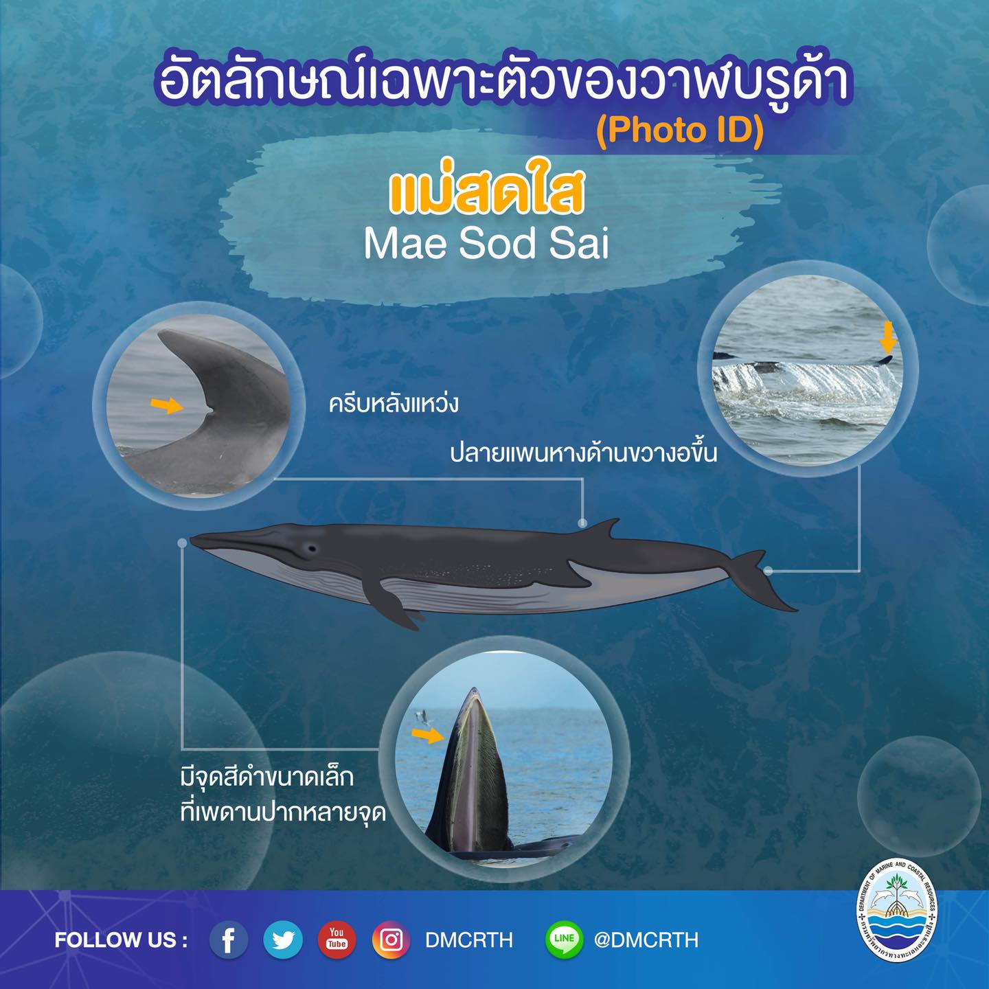วันละวาฬ มารู้จัก ๖๐ วาฬบรูด้าในน่านน้ำไทย #๔๒ แม่สดใส