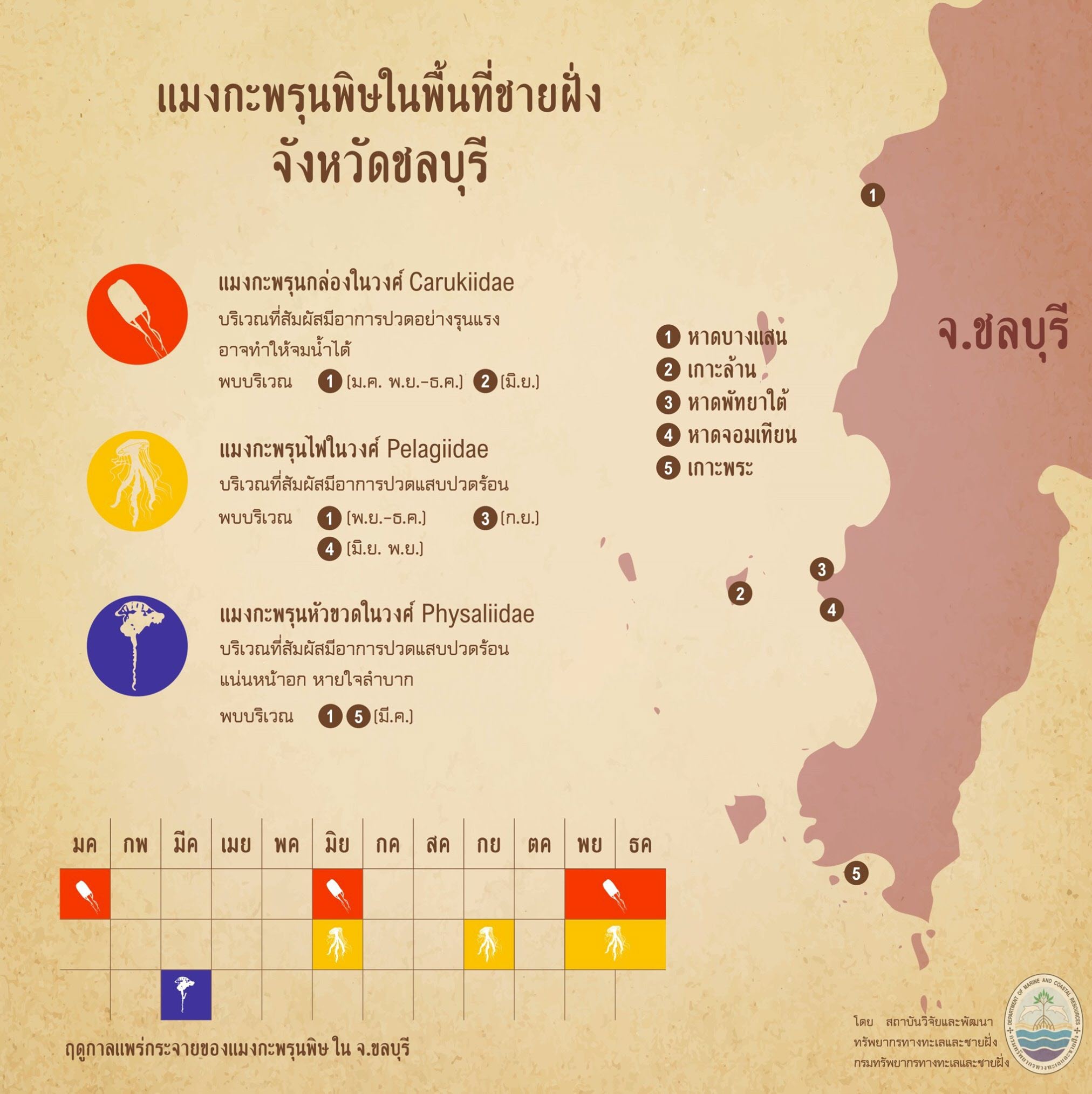รู้จักกันหน่อยแมงกะพรุนในน่านน้ำไทย ตอนที่ ๔ ทะเลชลบุรี