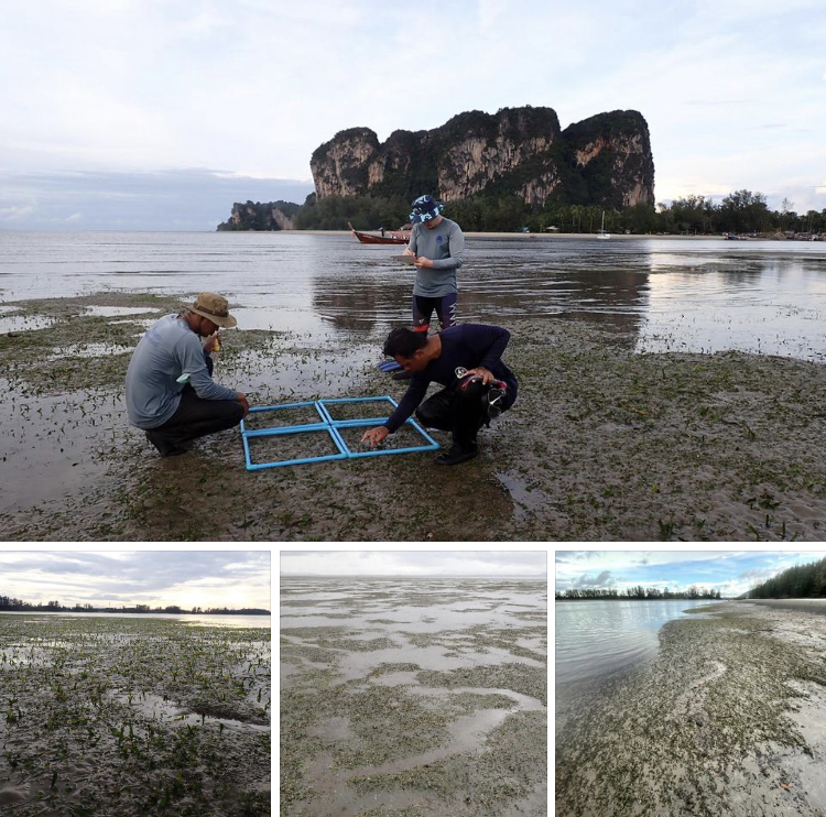 พาชมแนวหญ้าทะเลเกาะลิบง พบรอยกินหญ้าของพะยูน
