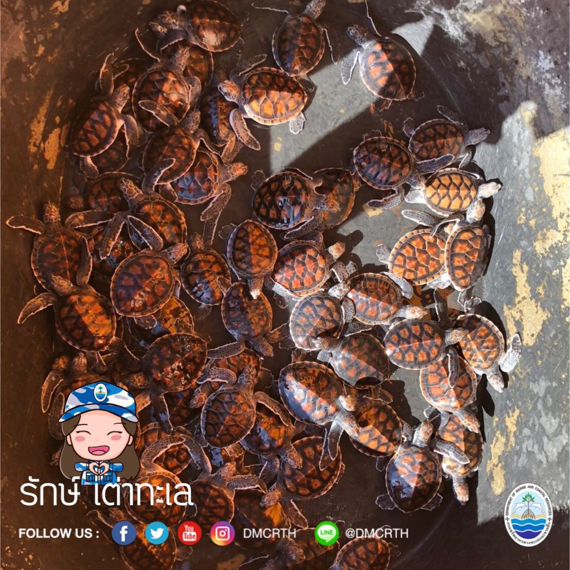 สวัสดี พี่น้องเครือข่ายอนุรักษ์ทะเลไทย