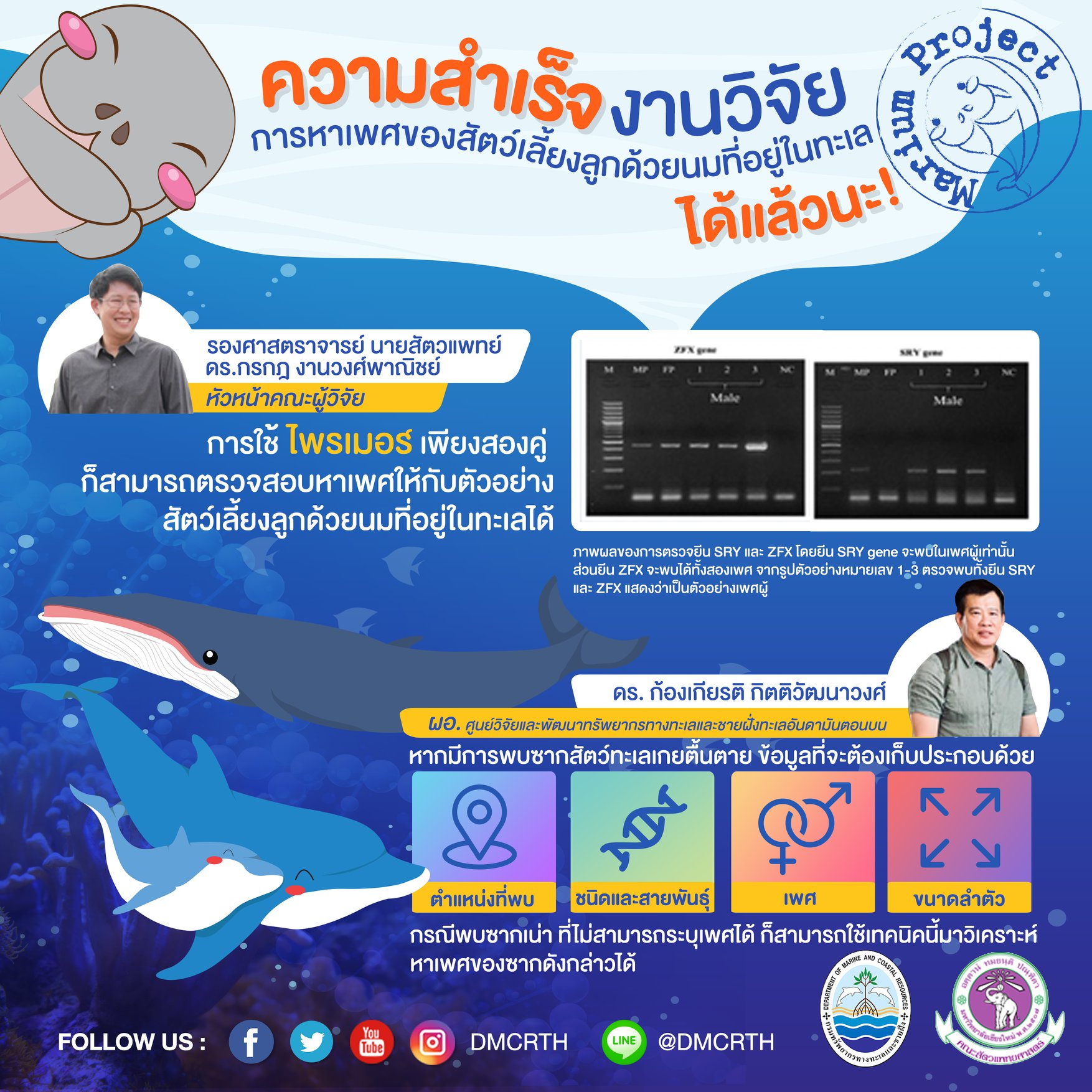 ความสำเร็จของมาเรียมโปรเจค ๒ : การหาเพศของสัตว์เลี้ยงลูกด้วยนมที่อยู่ในทะเล
