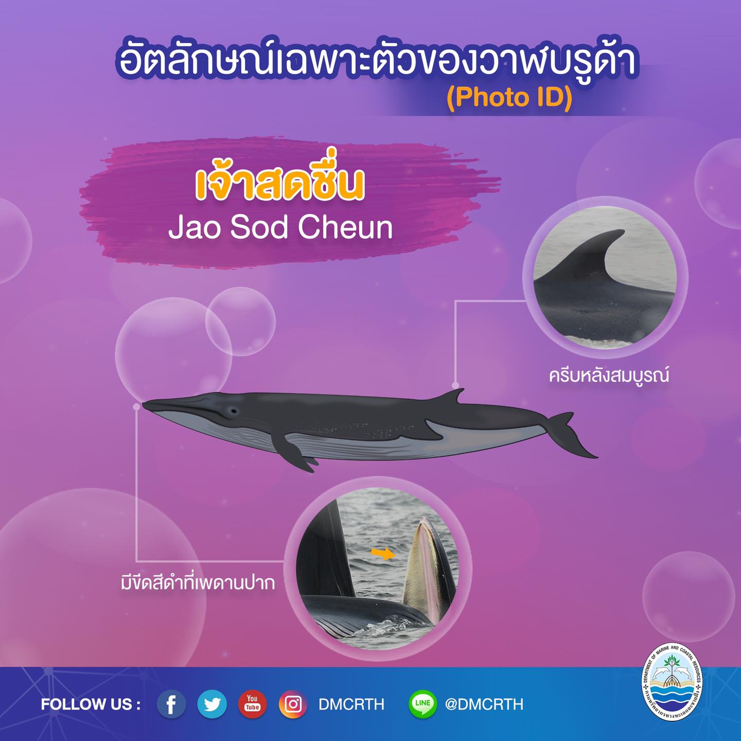 วันละวาฬ มารู้จัก ๖๐ วาฬบรูด้าในน่านน้ำไทย #๔๓ เจ้าสดชื่น