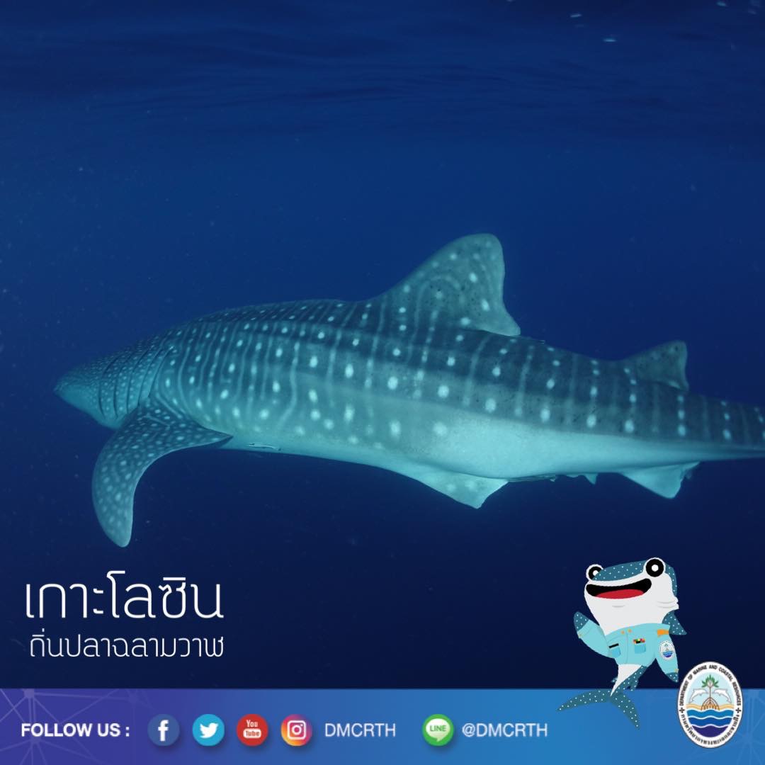 สวัสดี พี่น้องเครือข่ายอนุรักษ์ทะเลไทย
