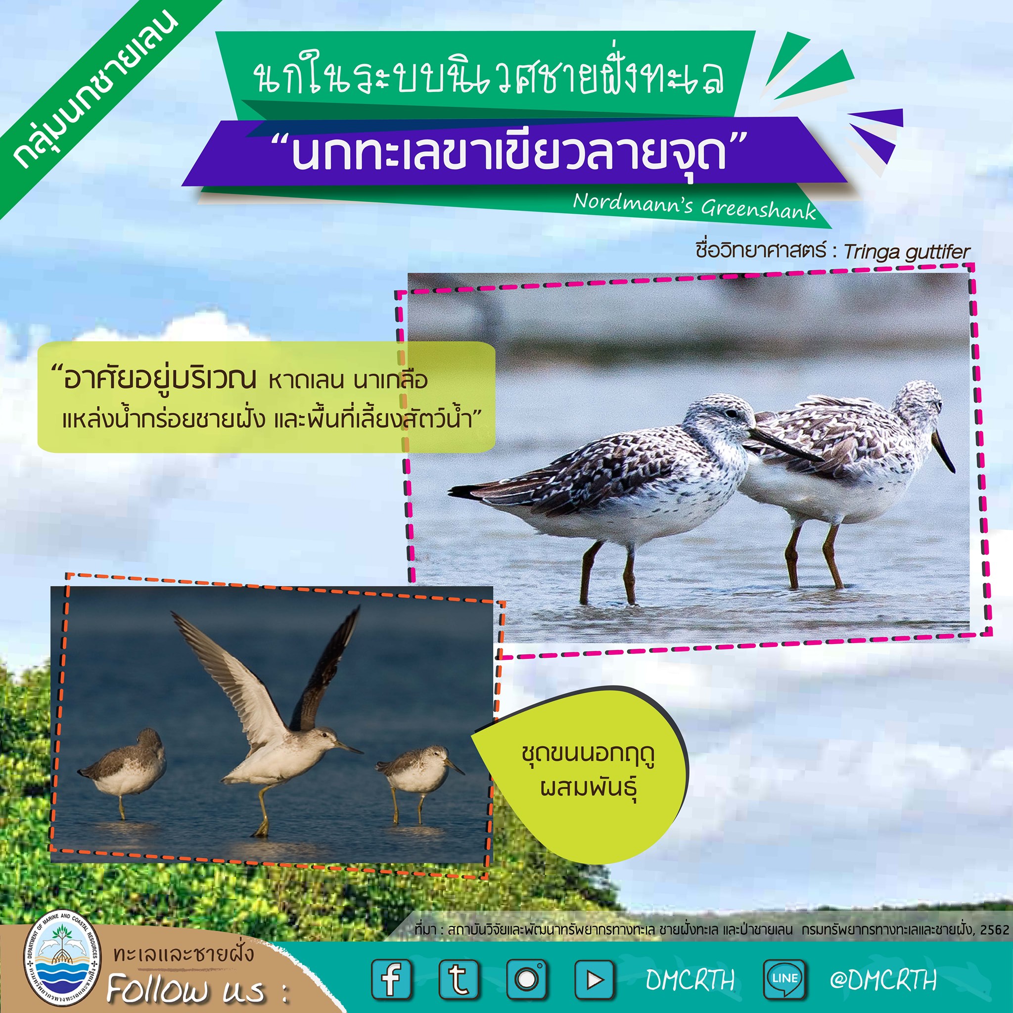 นก ไม่นก ถ้ารู้จักแล้วจะรักนกในระบบนิเวศชายฝั่งทะเลไทย #๑๐