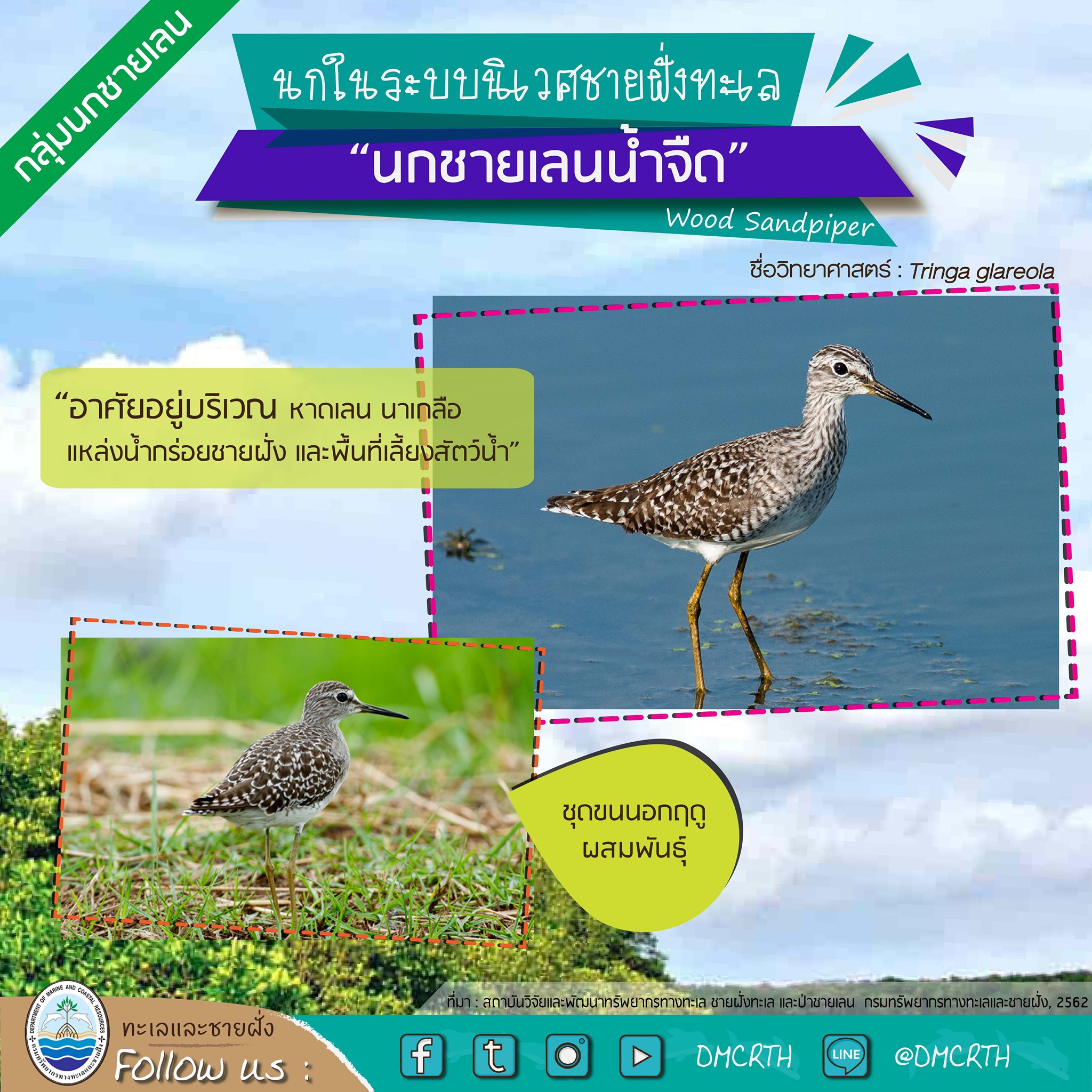 นก ไม่นก ถ้ารู้จักแล้วจะรักนกในระบบนิเวศชายฝั่งทะเลไทย #๑๑
