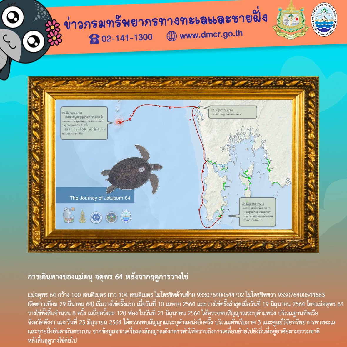 ตามติดชีวิตแม่เต่า จตุพร๖๔ หลังกลับจากเดินทางไกลมาวางไข่