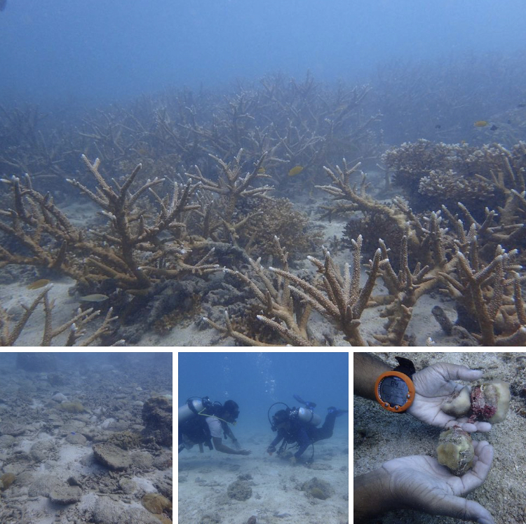 ผลสำรวจแนวปะการังหาดทรายนวล เกาะเต่ายังสมบูรณ์ดี