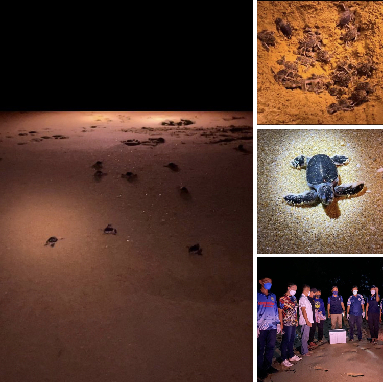 ชาวพังงาเฮดังแก้เครียดช่วงโควิด ร่วมส่งลูกเต่าตนุน้อยลงทะเล