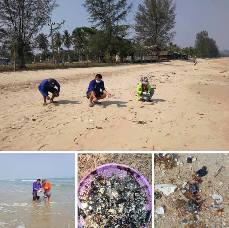 เครือข่ายแจ้งพบก้อนน้ำมันดินเกยหาดเมืองประจวบ
