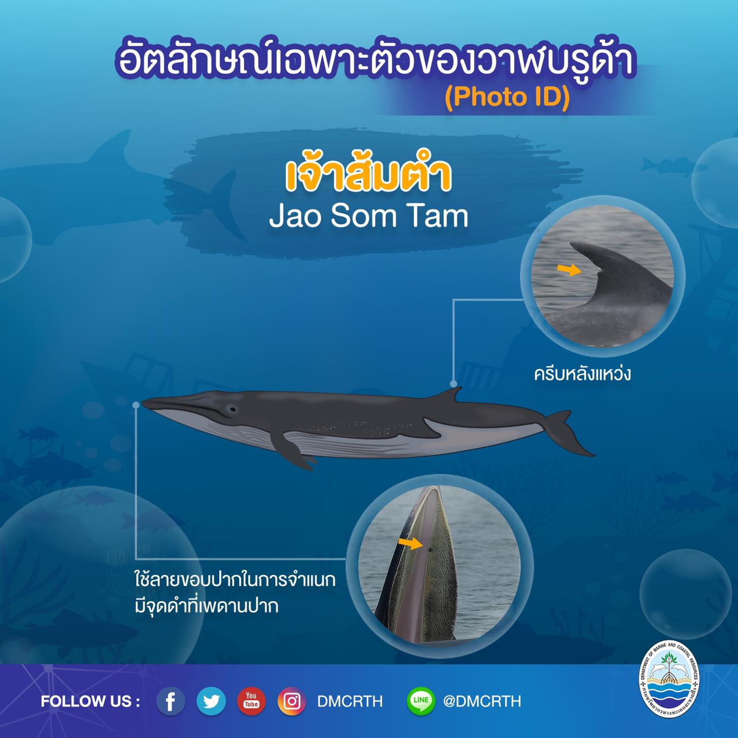 วันละวาฬ มารู้จัก ๖๐ วาฬบรูด้าในน่านน้ำไทย #๔๔ เจ้าส้มตำ