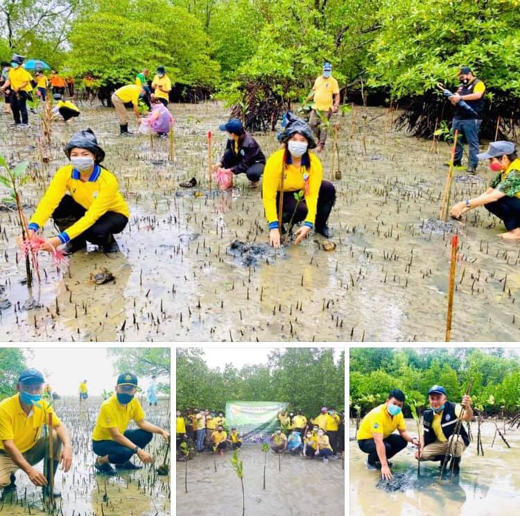 ใครๆ ก็รักป่าชายเลน ชาวภูเก็ตคณะใหญ่ปลูกเสริมเพิ่มความสมบูรณ์