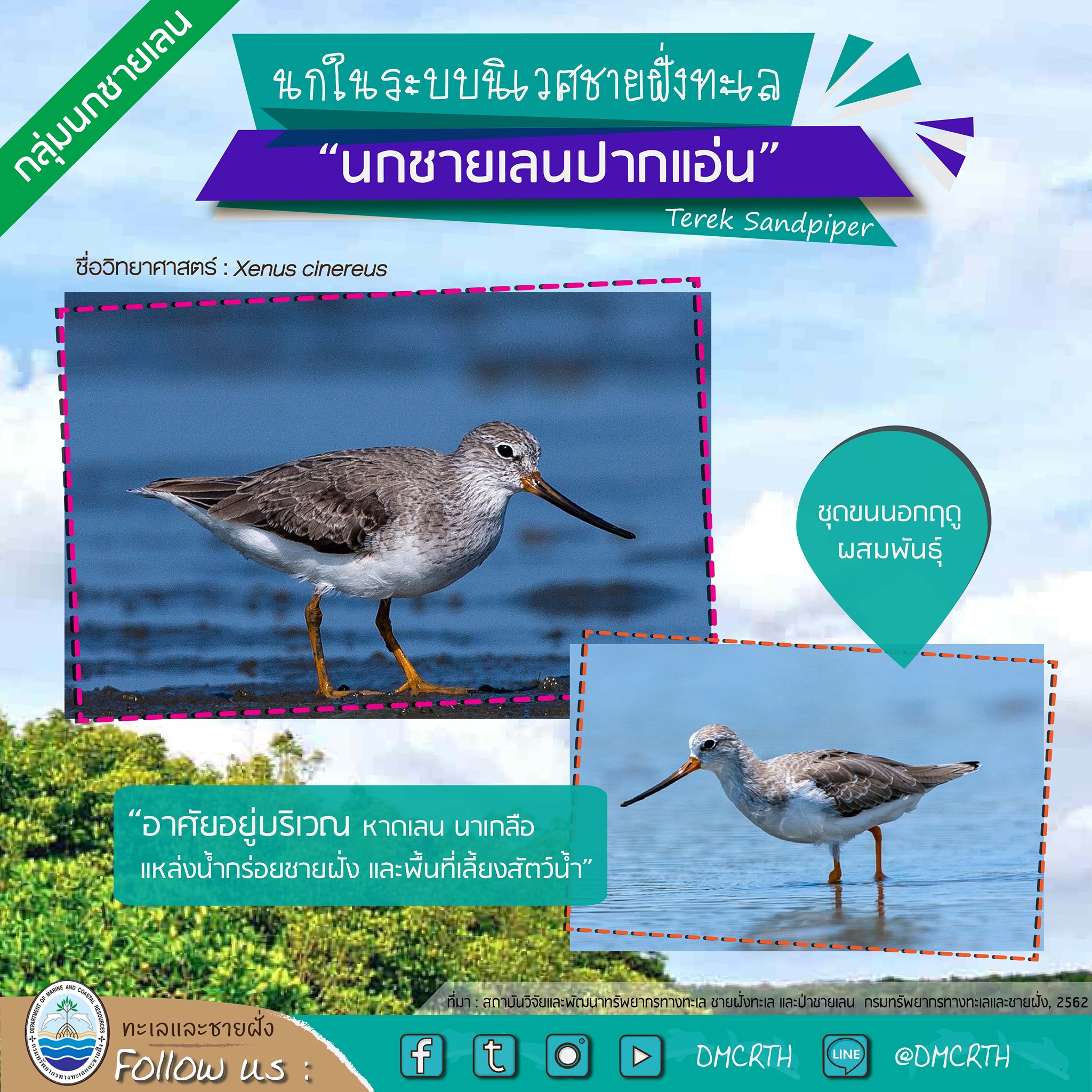 นก ไม่นก ถ้ารู้จักแล้วจะรักนกในระบบนิเวศชายฝั่งทะเลไทย #๑๒
