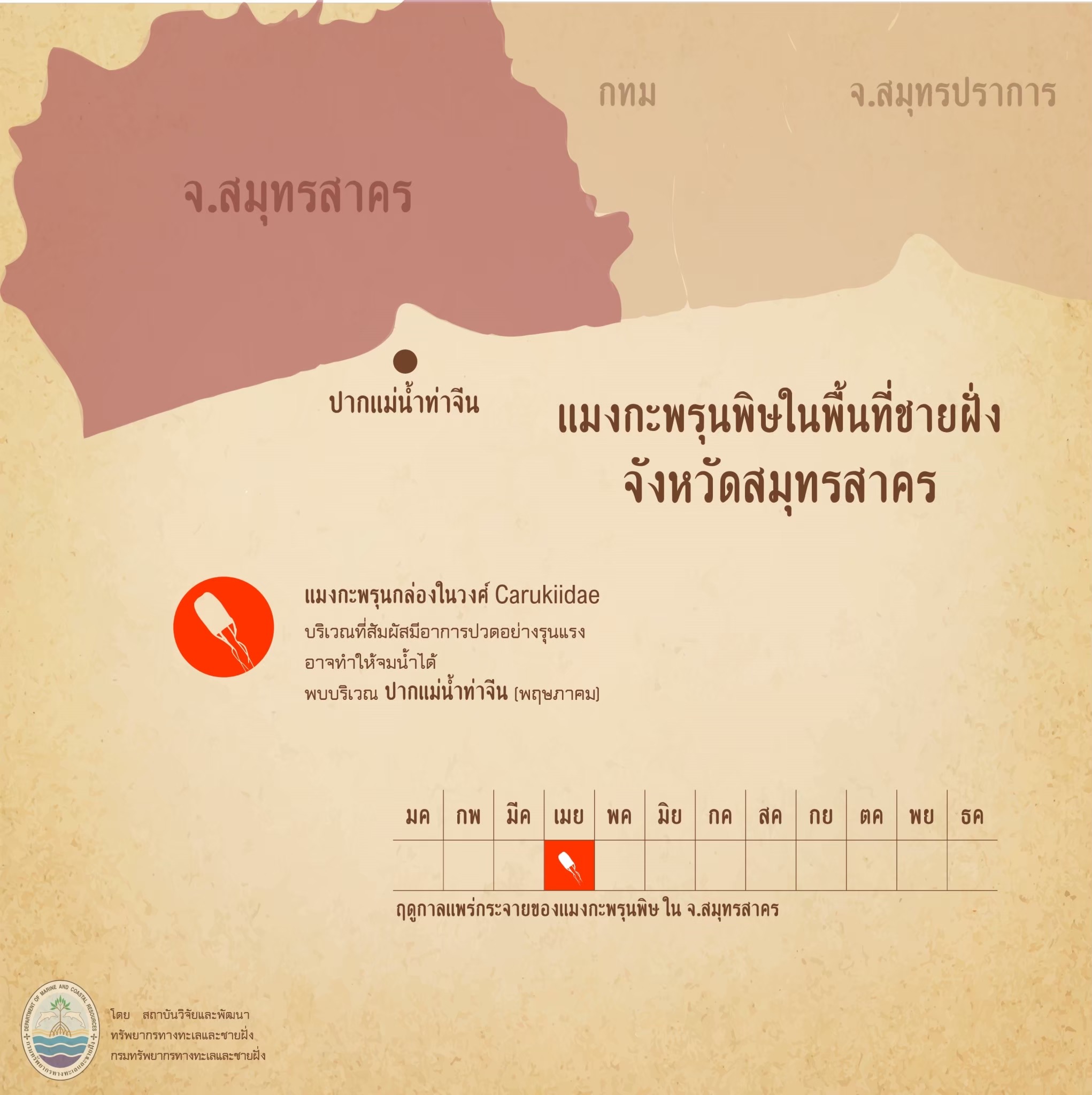 รู้จักกันหน่อยแมงกะพรุนในน่านน้ำไทย ตอนที่ ๖ ทะเลสมุทรสาคร