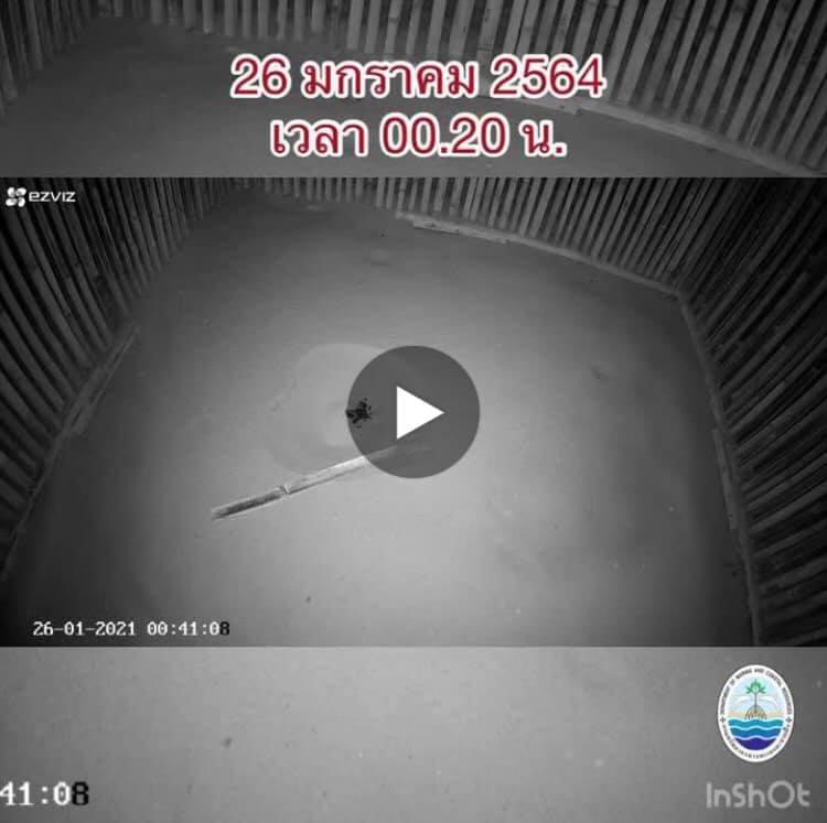 ชมนาทีเต่ามะเฟืองน้อยหาดบางขวัญ ฟักลงทะเลชุดใหญ่