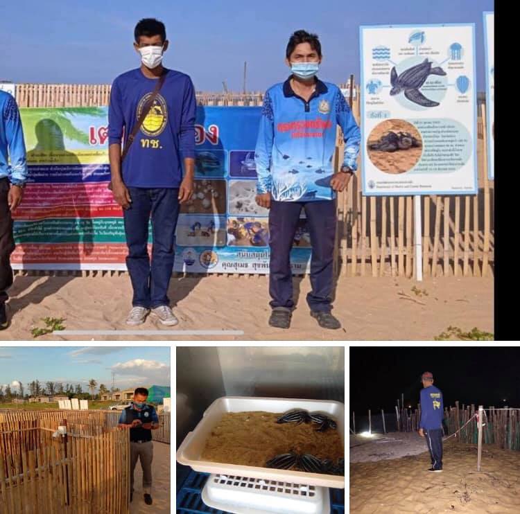เต่ามะเฟืองทยอยฟัก หาดบางขวัญยังมีอีกหลายรัง