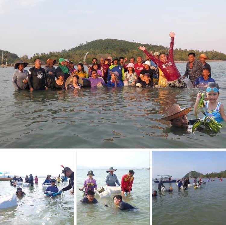 ชุมชนเกาะพิทักษ์ อาสาปลูกหญ้าคาเพิ่มความสมบูรณ์ทะเลชุมพร