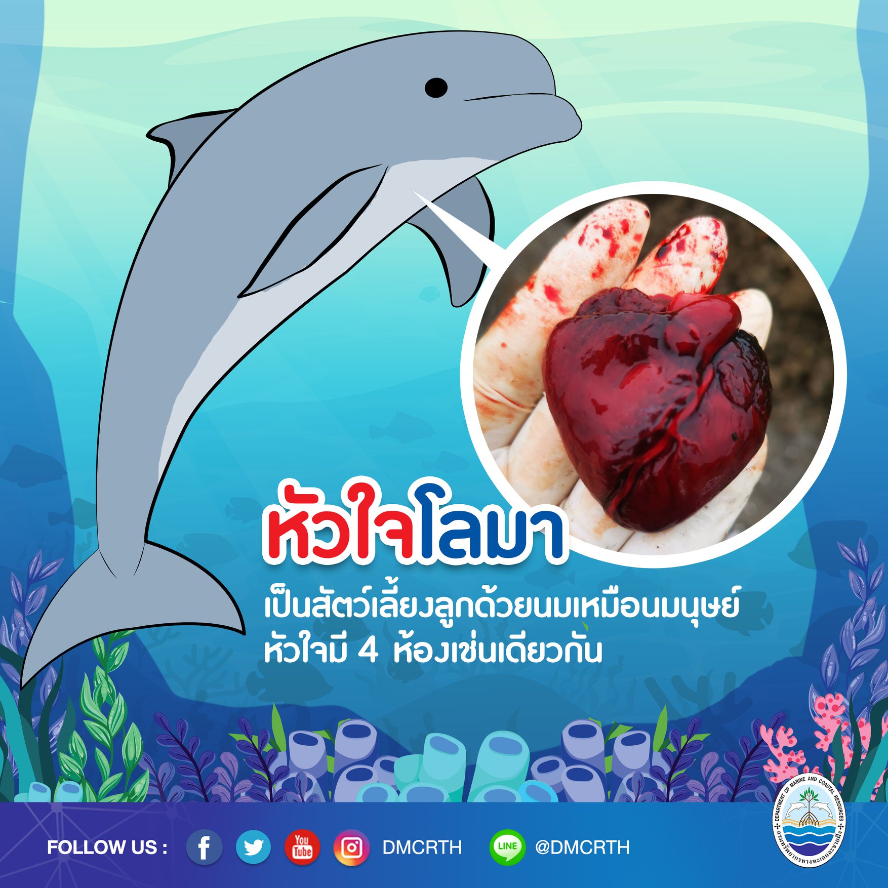 หัวใจโลมา ๔ ห้องเล็กๆ เท่านี้ ขอฝากพี่ๆ ดูแลหนูด้วยนะคะ