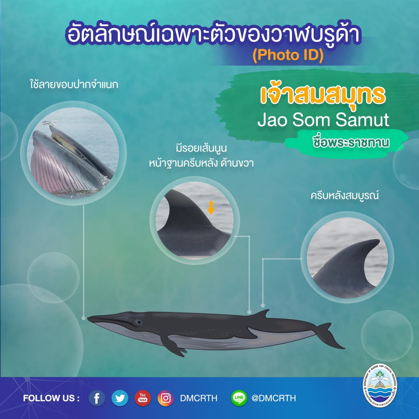 วันละวาฬ มารู้จัก ๖๐ วาฬบรูด้าในน่านน้ำไทย #๔๕ เจ้าสมสมุทร