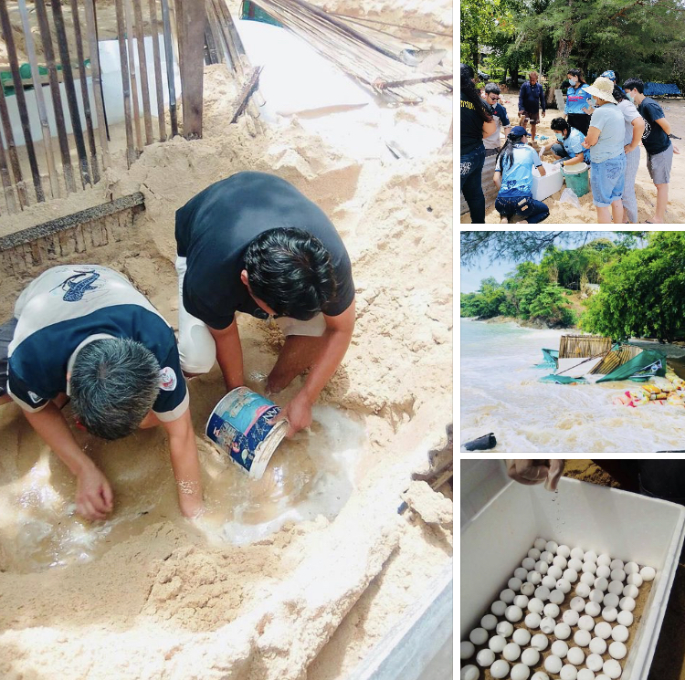 สงสารน้องเต่า คลื่นแรงผิดปกติซัดท่วมรังไข่เต่าตนุราไวย์
