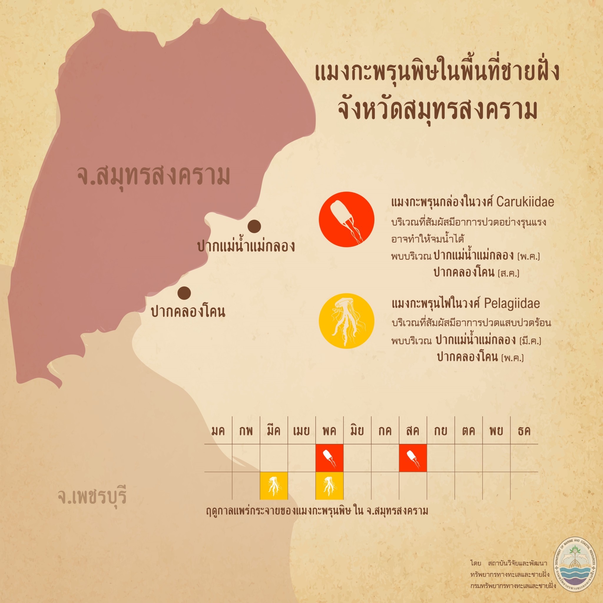 รู้จักกันหน่อยแมงกะพรุนในน่านน้ำไทย ตอนที่ ๗ ทะเลสมุทรสงคราม