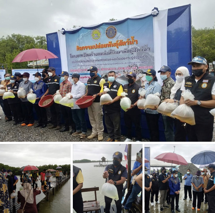 ประมงปัตตานี จัดปล่อยพันธุ์สัตว์น้ำเสริมสมบูรณ์ทะเลบ้านบานา