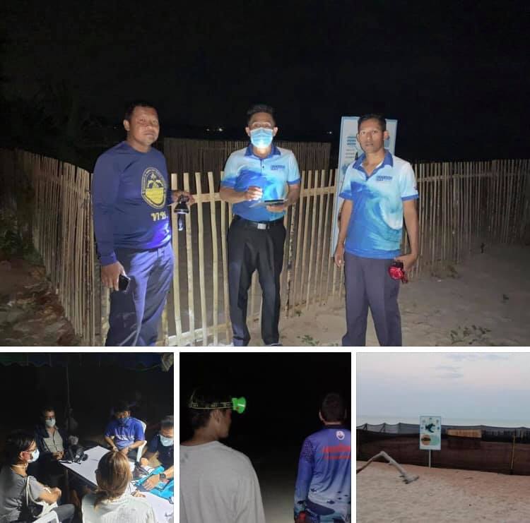 เฝ้าระวังหลุมไข่เต่ามะเฟืองหาดบางสัก รอฟักลงทะเลพังงา