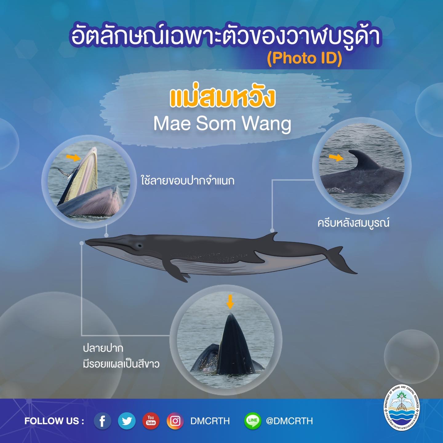 วันละวาฬ มารู้จัก ๖๐ วาฬบรูด้าในน่านน้ำไทย #๔๖ แม่สมหวัง