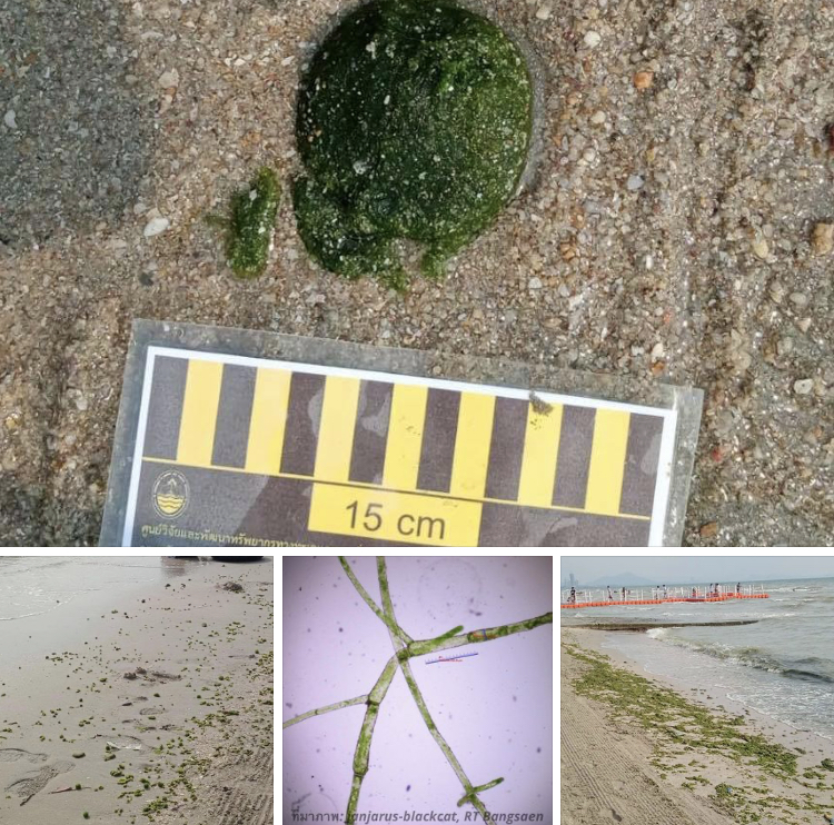 ตรวจสอบก้อนสาหร่ายทะเลเกยหาดบางแสน เขาคือใครกันนะ