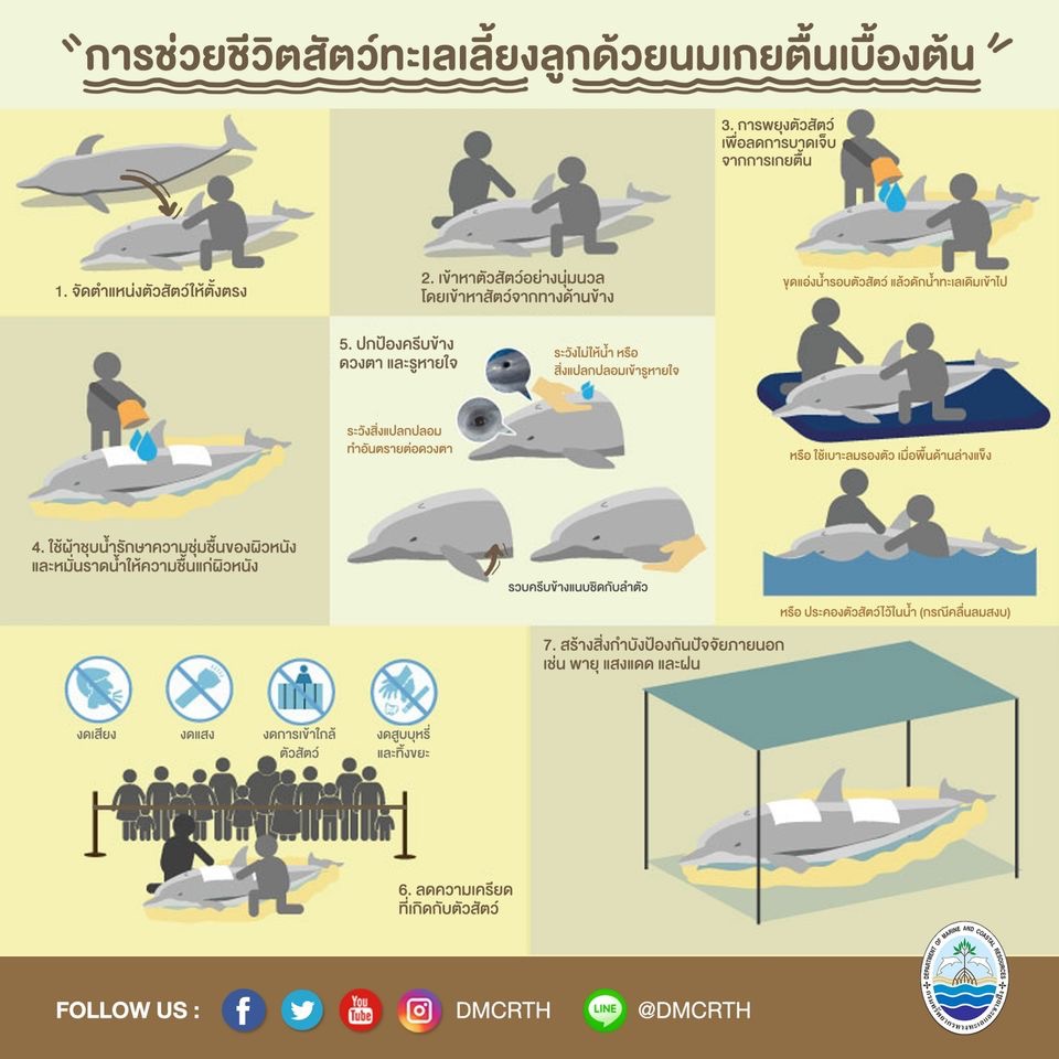 พบสัตว์ทะเลหายากเกยตื้น อย่าตกใจ เพราะเราช่วยเขาได้