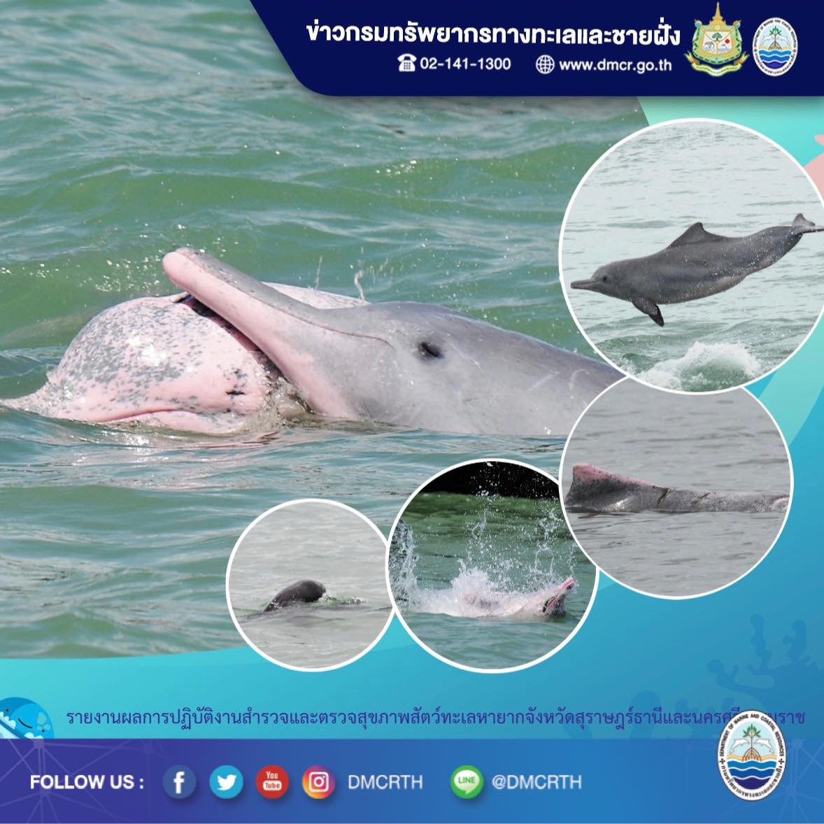 โลมาน่ารัก เริงร่าสดใสทะเลอ่าวไทยตอนกลาง