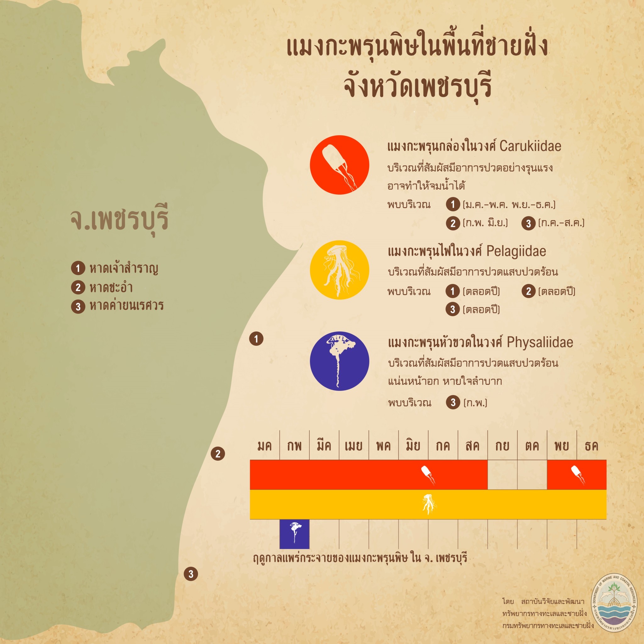 รู้จักกันหน่อยแมงกะพรุนในน่านน้ำไทย ตอนที่ ๘ ทะเลเพชรบุรี